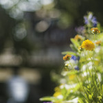 image: Image from the photoset &lsquo;colmar (iv)&rsquo;.