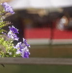 image: Image from the photoset &lsquo;colmar (iv)&rsquo;.