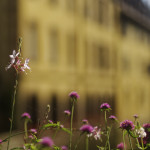 image: Image from the photoset &lsquo;colmar (iv)&rsquo;.