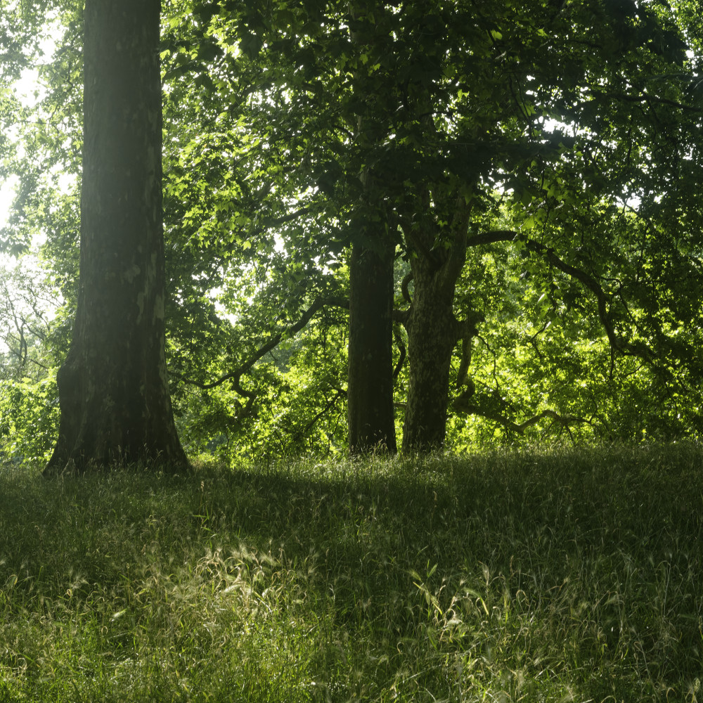 image: This is &lsquo;green park 1&rsquo;.