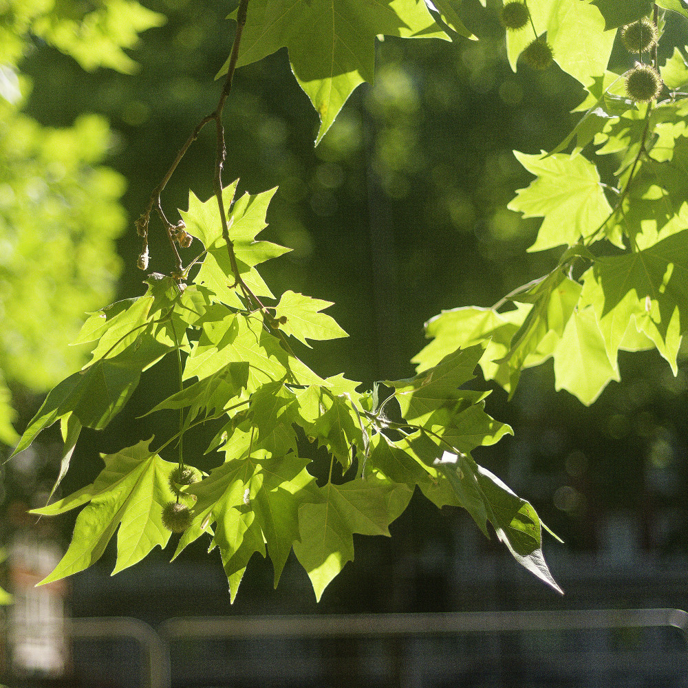 image: This is &lsquo;green park 7&rsquo;.