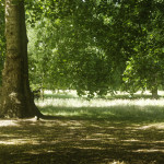 image: Image from the photoset &lsquo;green park&rsquo;.