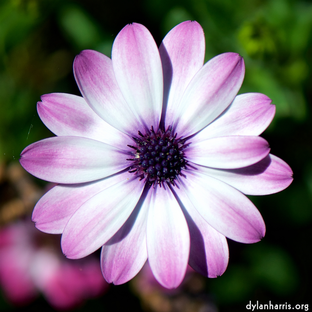 image: Voici ‘fleurs d’esch (cxxxi) 7’.