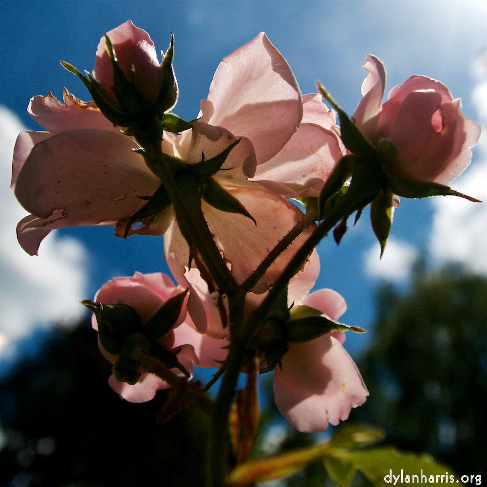 image: Dit is ‘escher bloemen (lxii) 1’.