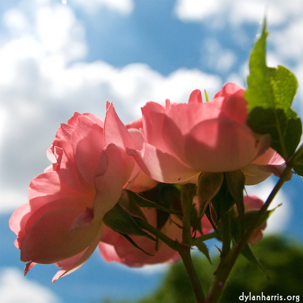 image: Dit is ‘escher bloemen (lxii) 2’.