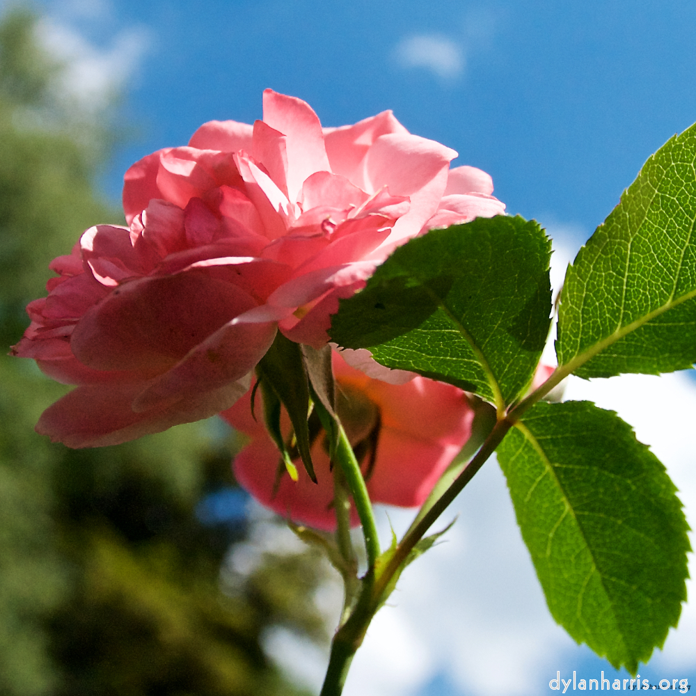image: Dit is ‘escher bloemen (lxii) 6’.