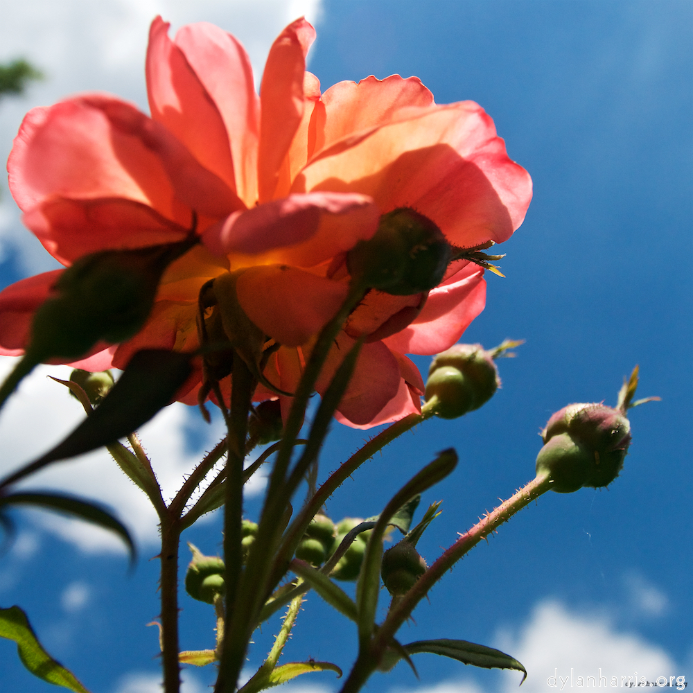 image: Dit is ‘escher bloemen (lxii) 8’.