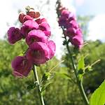 image: Foto van <<escher bloemen (lxiv)>>.