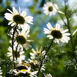 image: daisies
