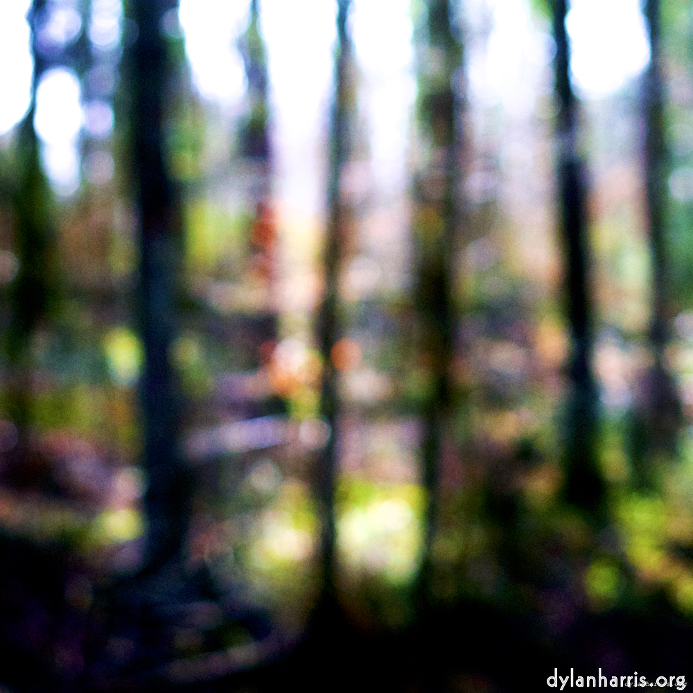 image: blurry treetrunks