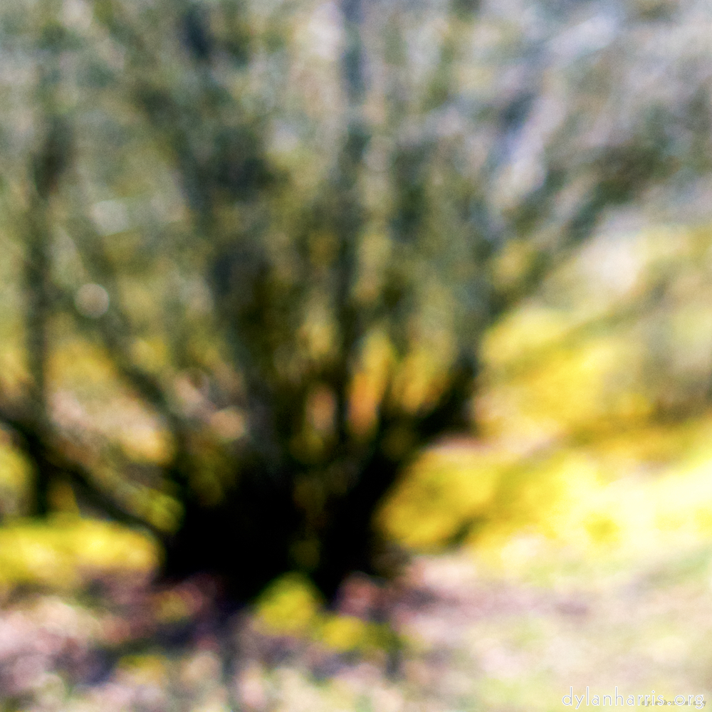 image: is it a spider? no it s a tree. and blurry.