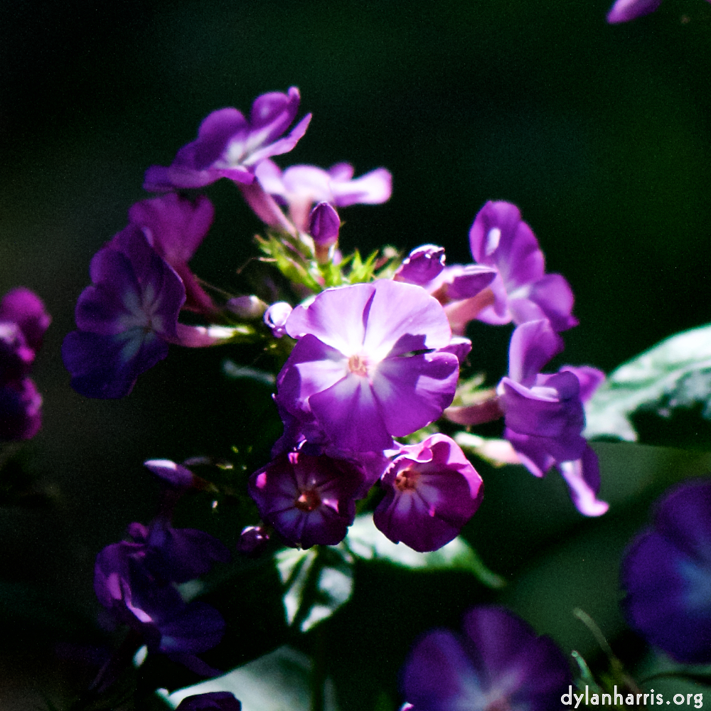 image: Dit is ‘escher bloemen (cviii) 3’.