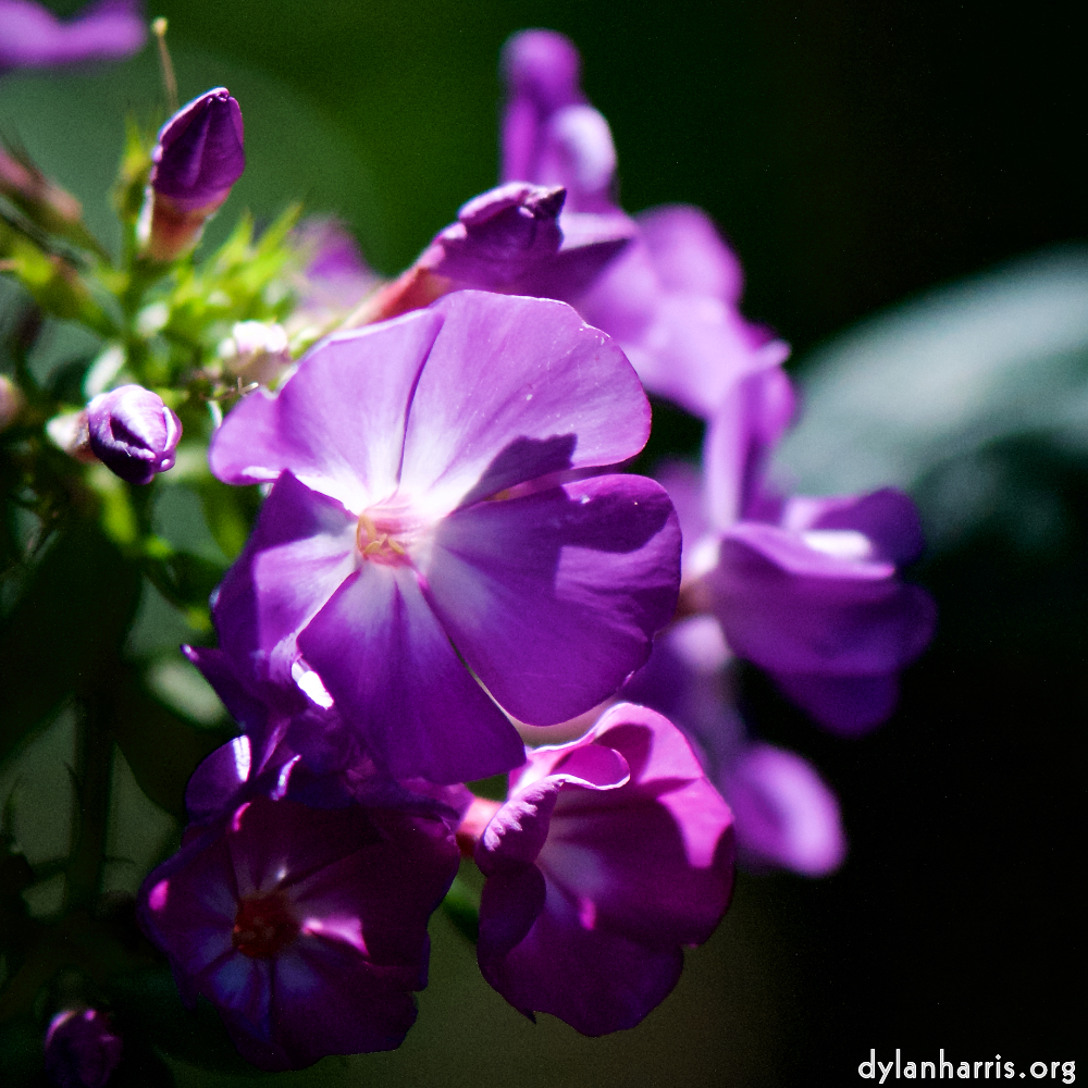 image: Dit is ‘escher bloemen (cviii) 5’.