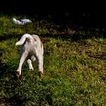 image: rescue beagle