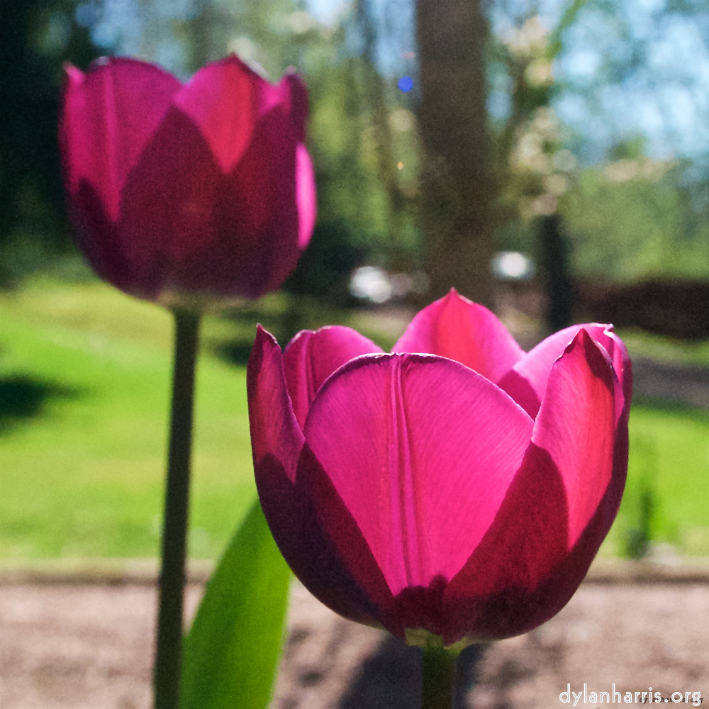 image: Dit is ‘escher bloemen (xl) 9’.