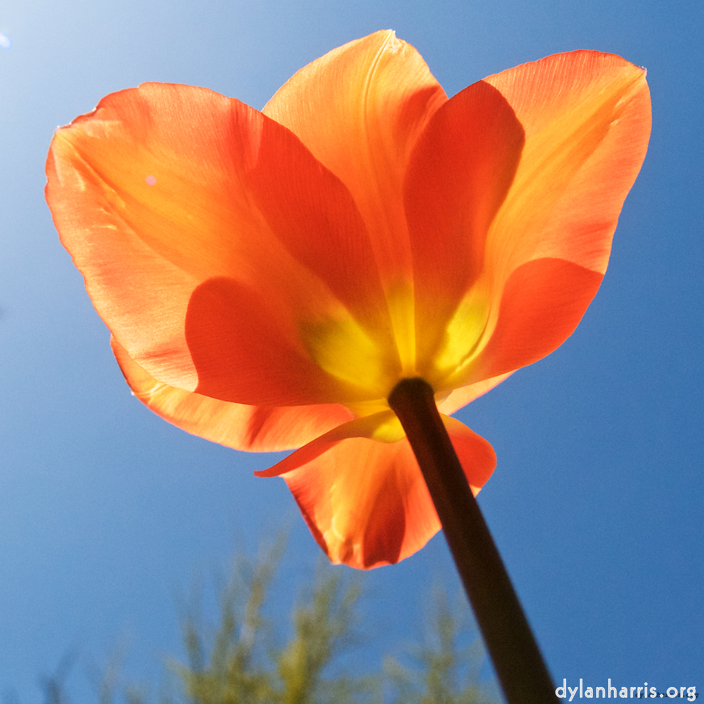 Image 'escher bloemen (xli) 4'.