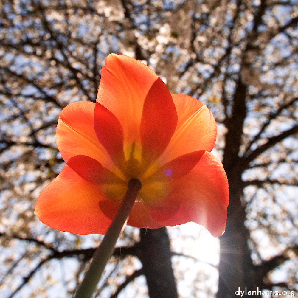 image: Dit is ‘escher bloemen (xliii) 7’.