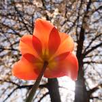 image: Foto van <<escher bloemen (xliii)>>.