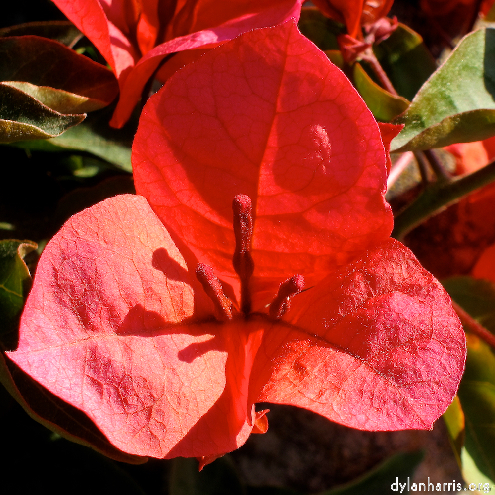 one of many rather beautiful flowers