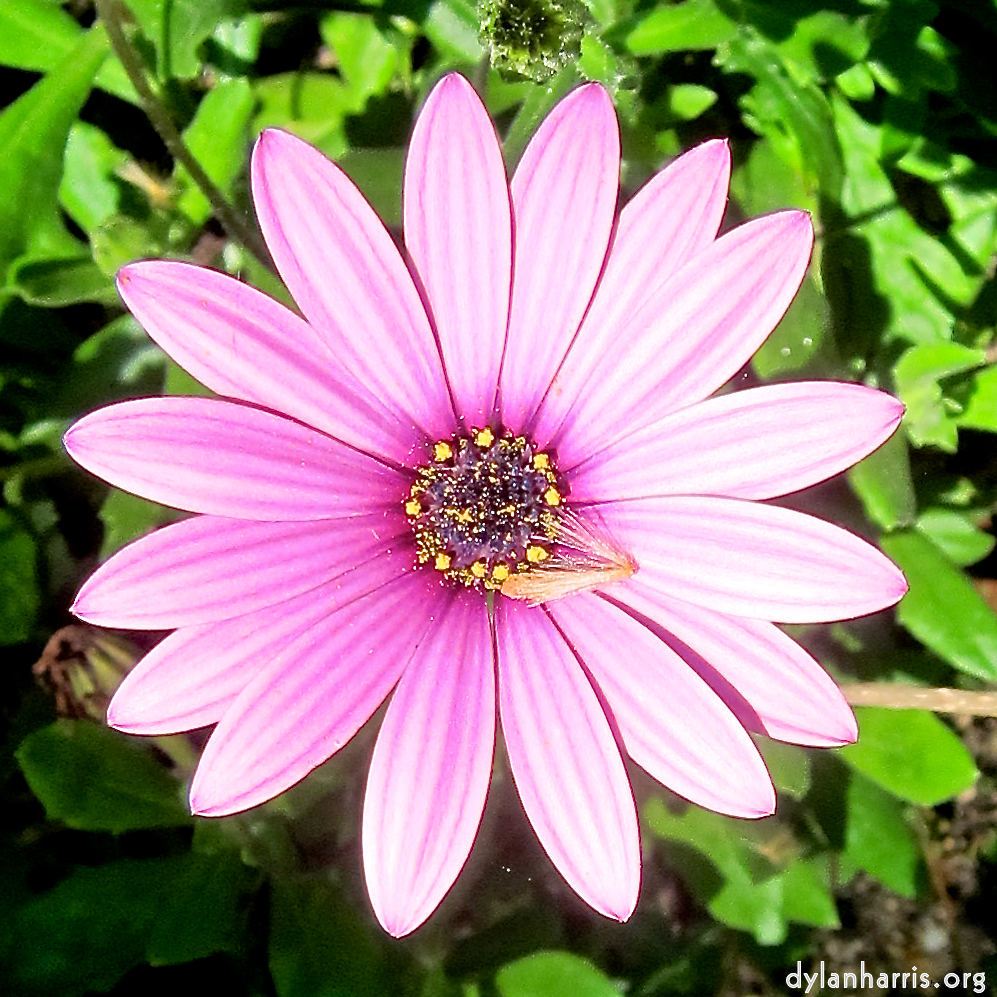 one of many rather beautiful flowers