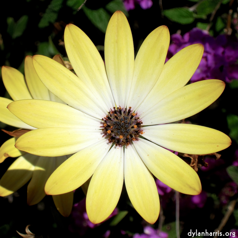 one of many rather beautiful flowers