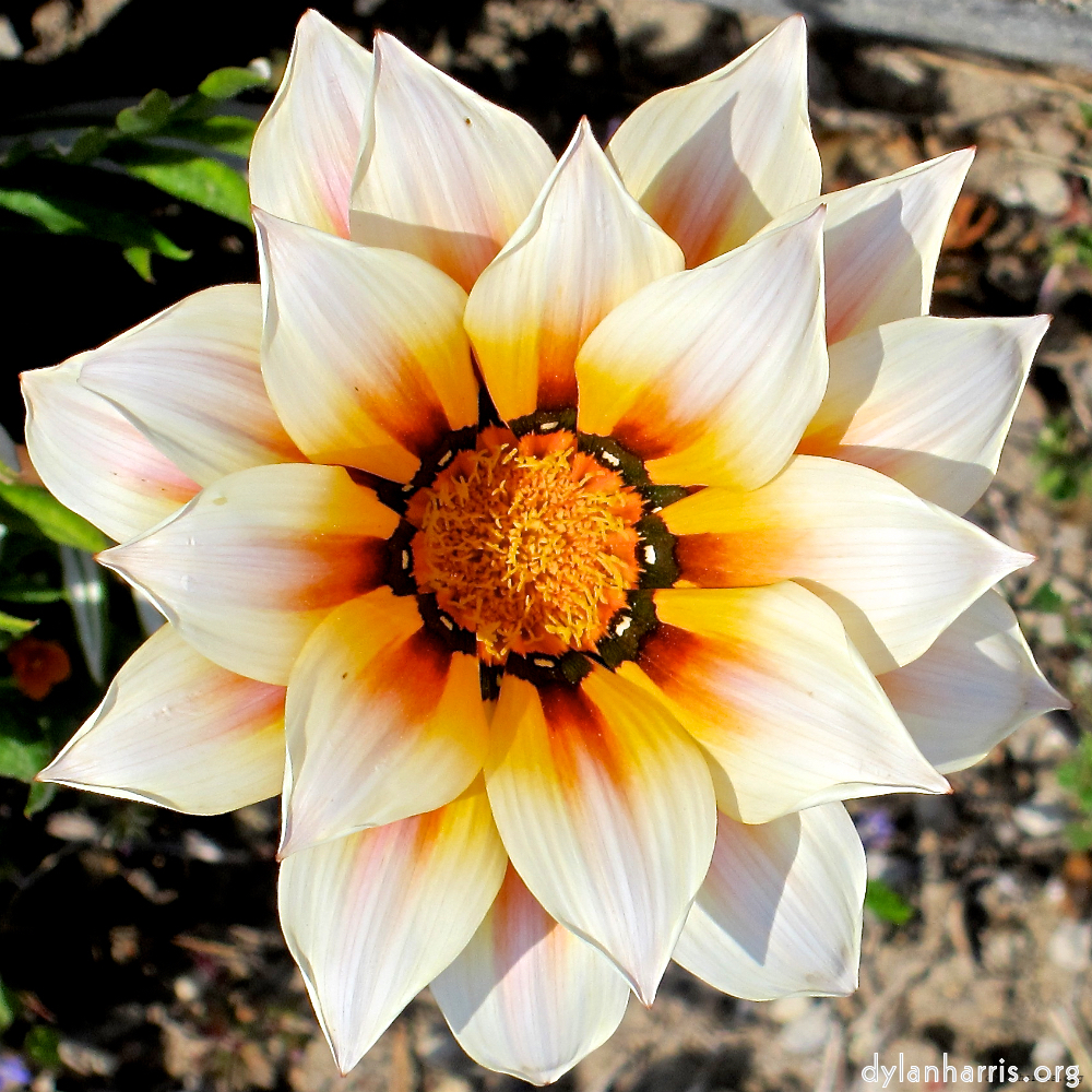 image: one of many rather beautiful flowers