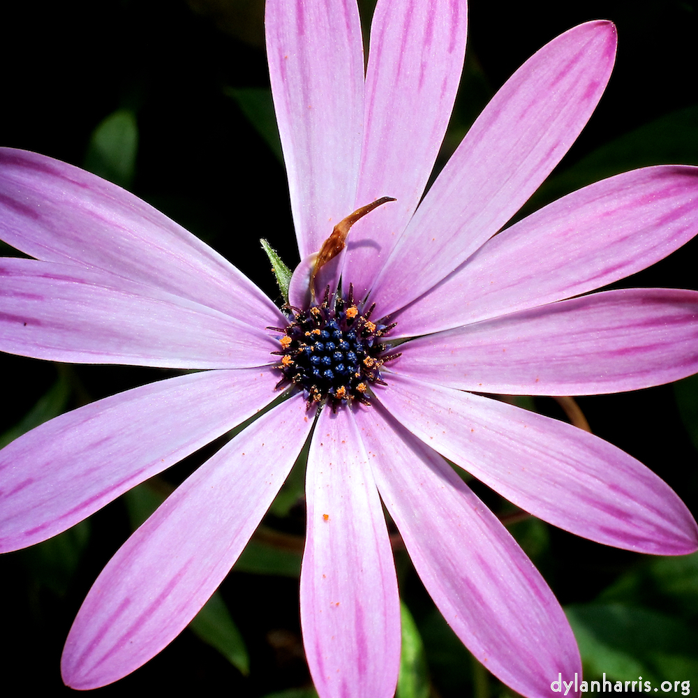 one of many rather beautiful flowers