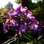 image: Foto van <<escher bloemen (lxviii)>>.