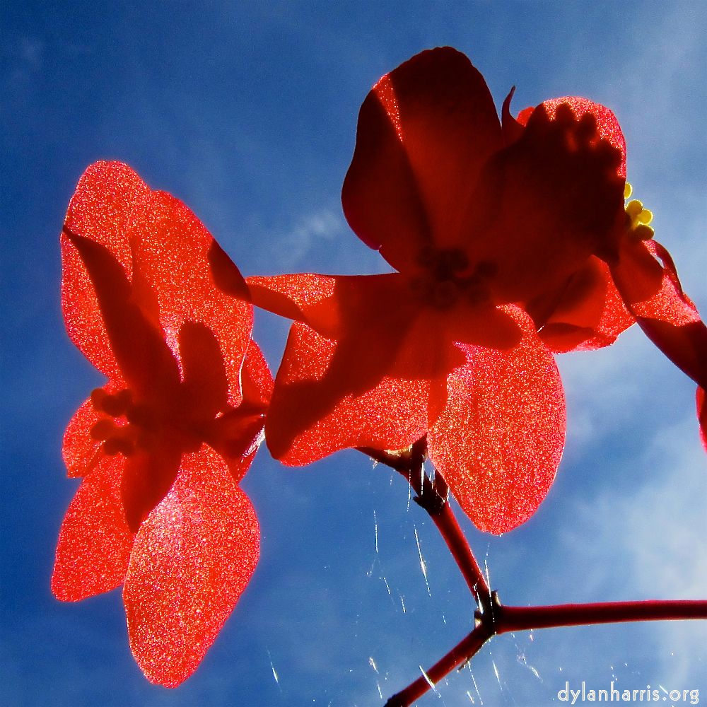 flowers in the autumn sun