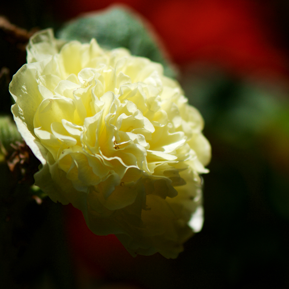 image: Dit is ‘escher bloemen (cxv) 2’.