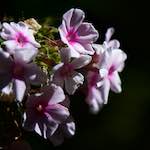 image: Foto van <<escher bloemen (cxv)>>.