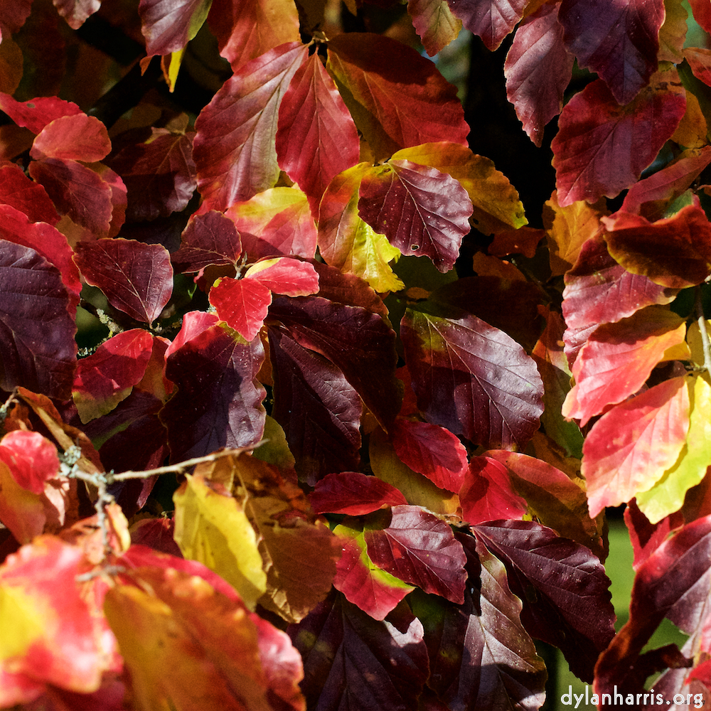 image: This is ‘autumn (iii) 1’.