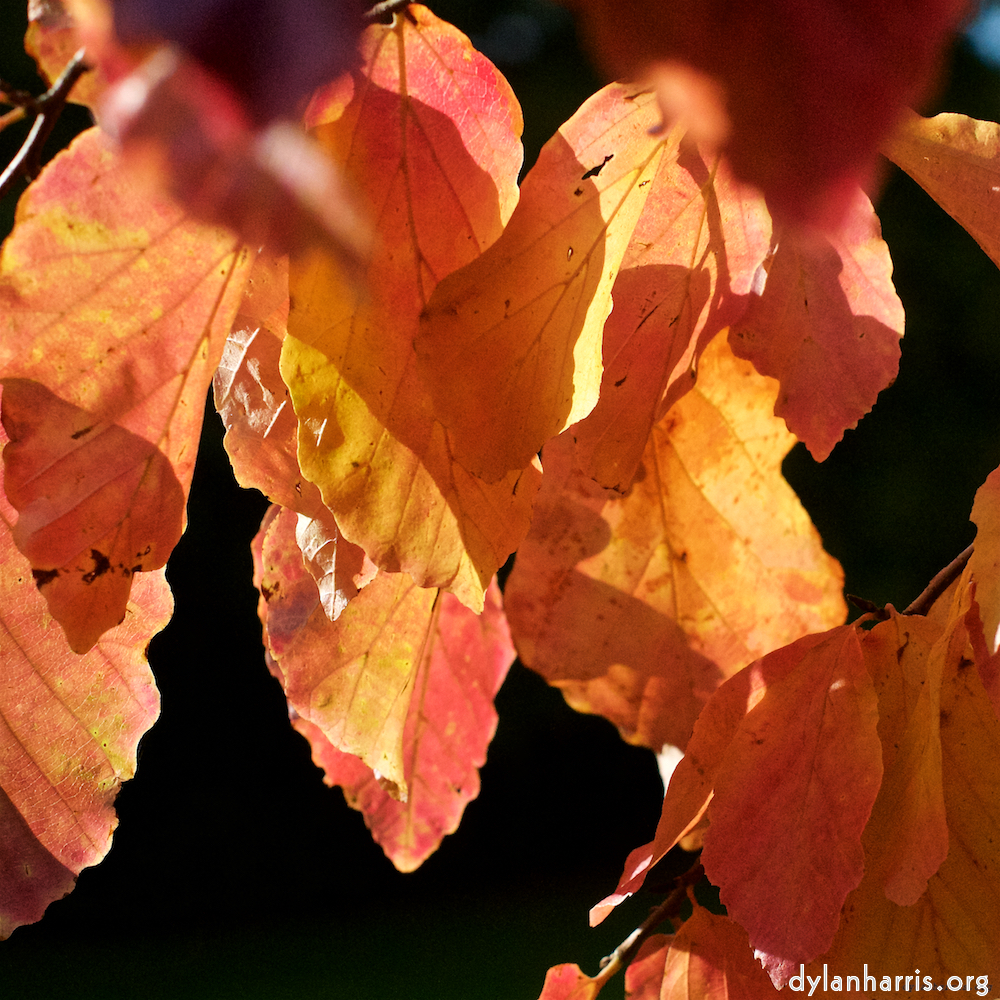 Image 'autumn (iii) 3'.