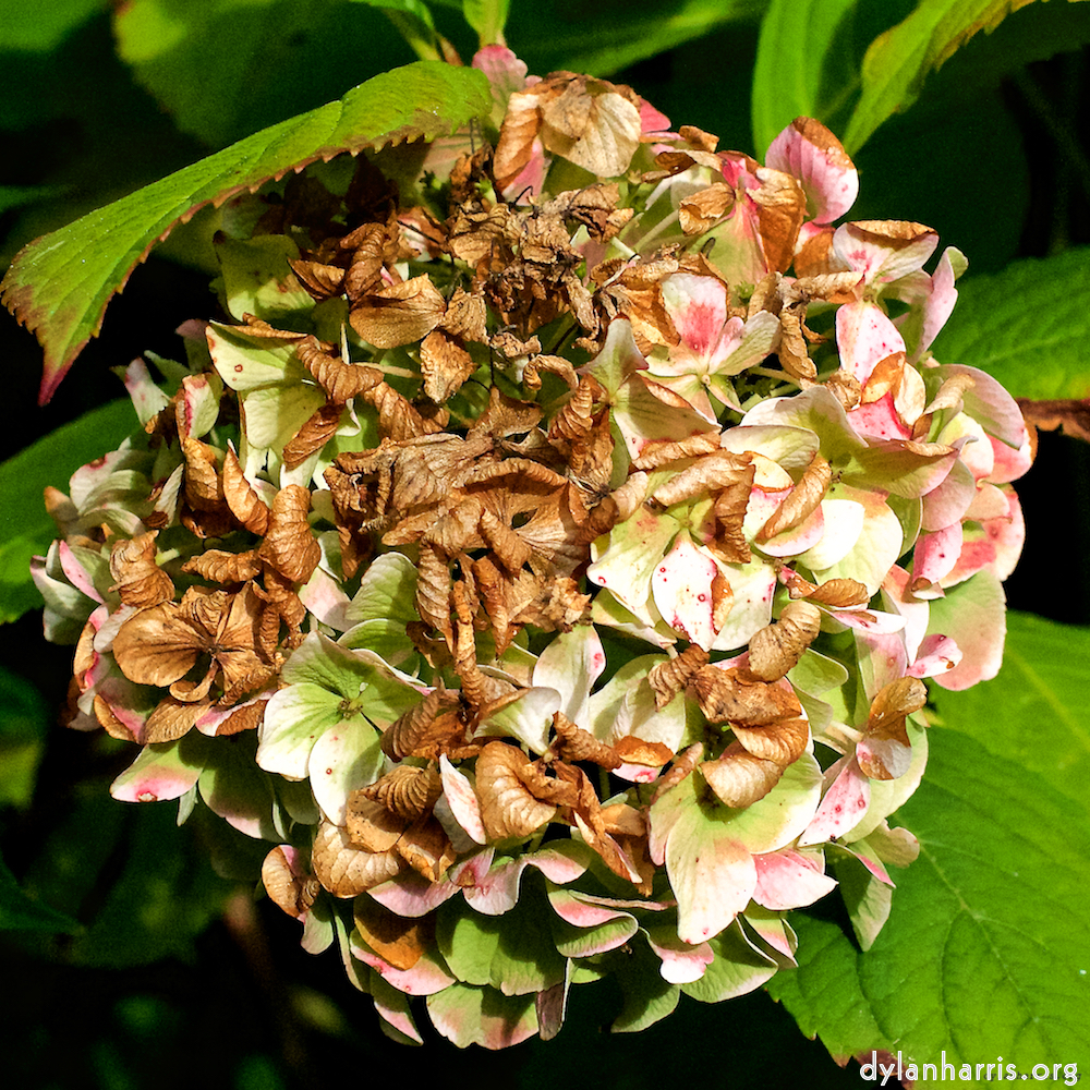 Image 'escher bloemen (xxix) 5'.