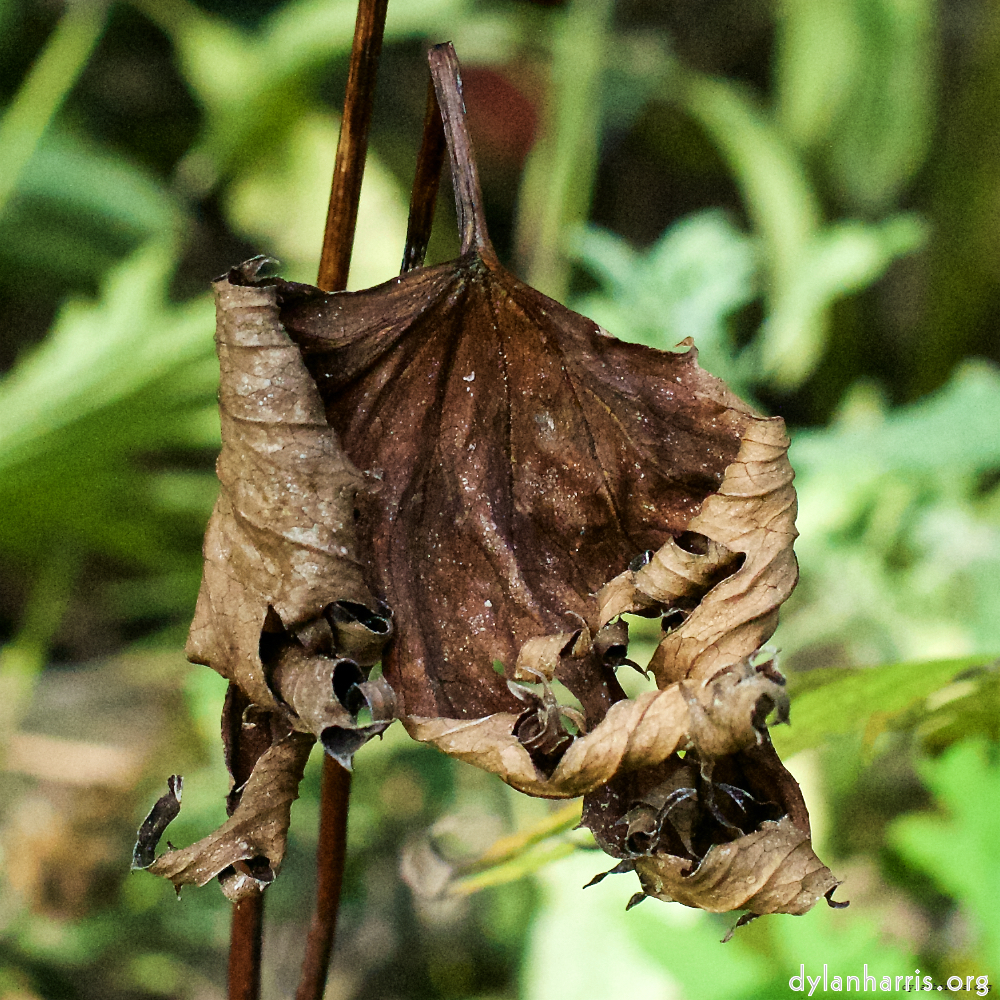 escher bloemen