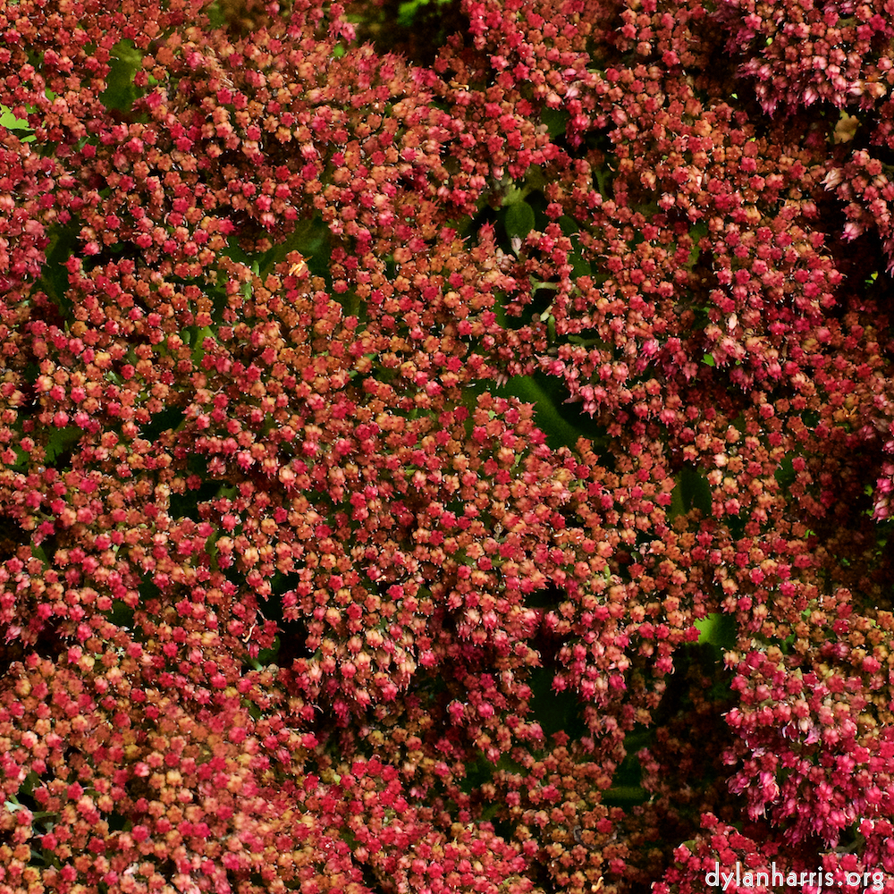Image 'escher bloemen (xxx) 3'.