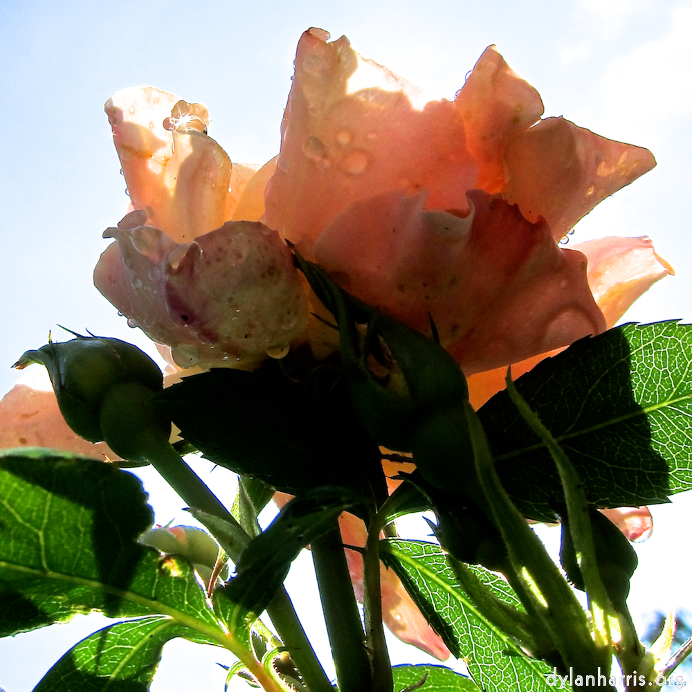 image: Dit is ‘escher bloemen (xciv) 7’.