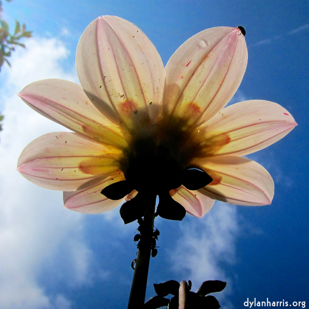 image: Dit is ‘escher bloemen (xciv) 9’.