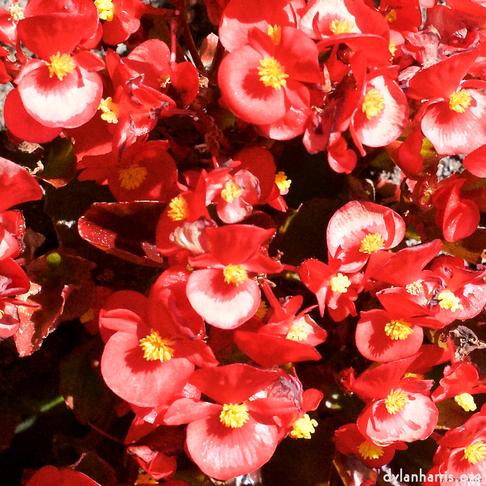 image: Dit is ‘escher bloemen (xviii) 1’.