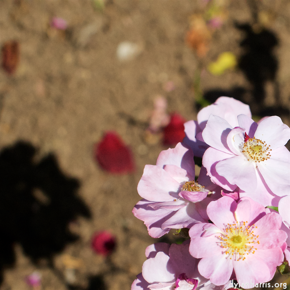 image: Dit is ‘escher bloemen (xviii) 6’.