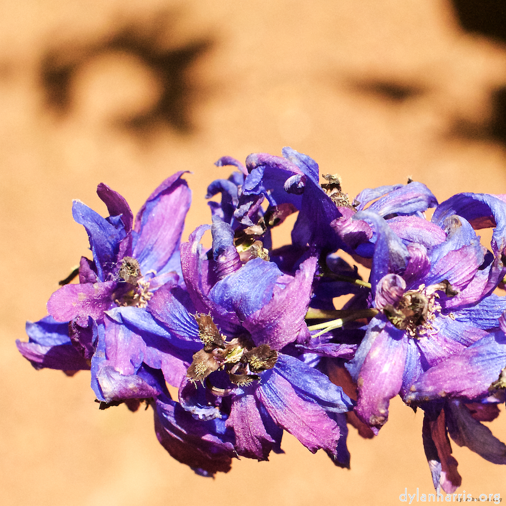 image: Voici ‘fleurs d’esch (xix) 1’.