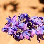 image: escher bloemen (xix) foto’s