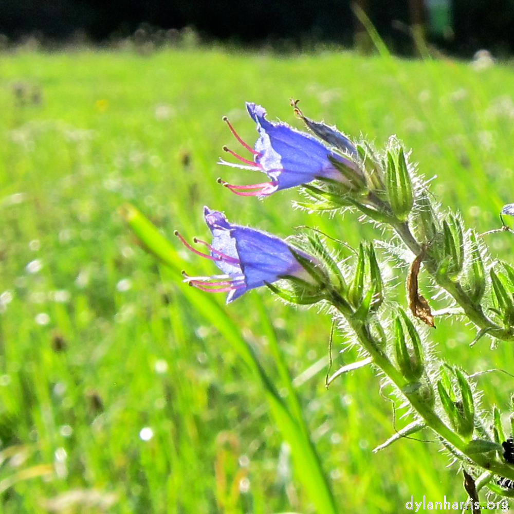 image: Voici ‘fleurs d’esch (lxxvii) 4’.