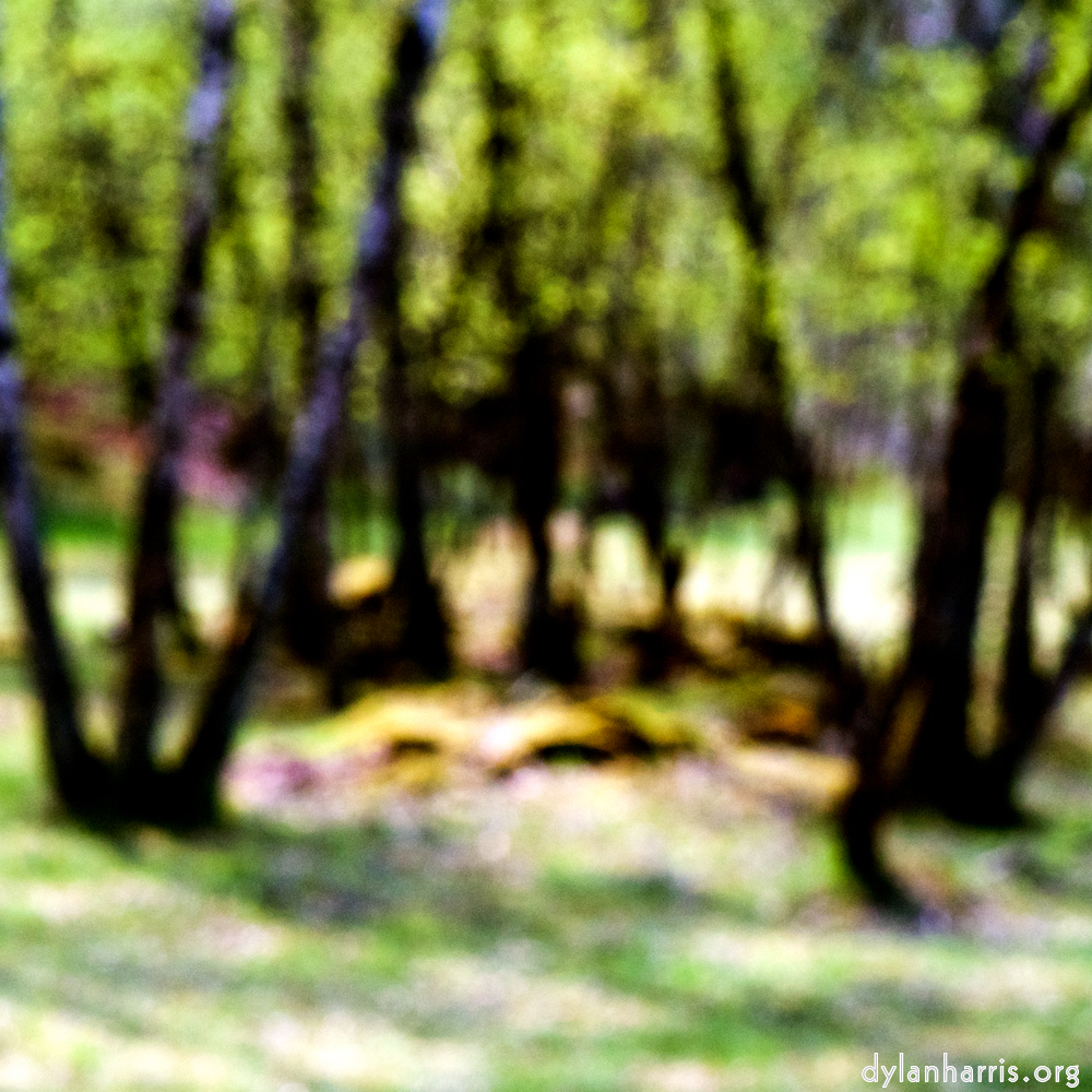 image: woods