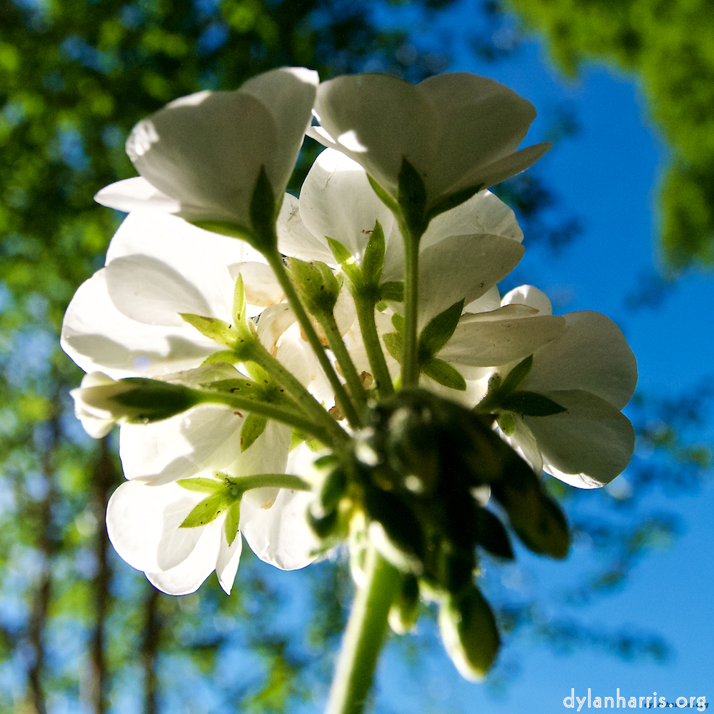 image: Dit is ‘escher bloemen (lxvi) 1’.