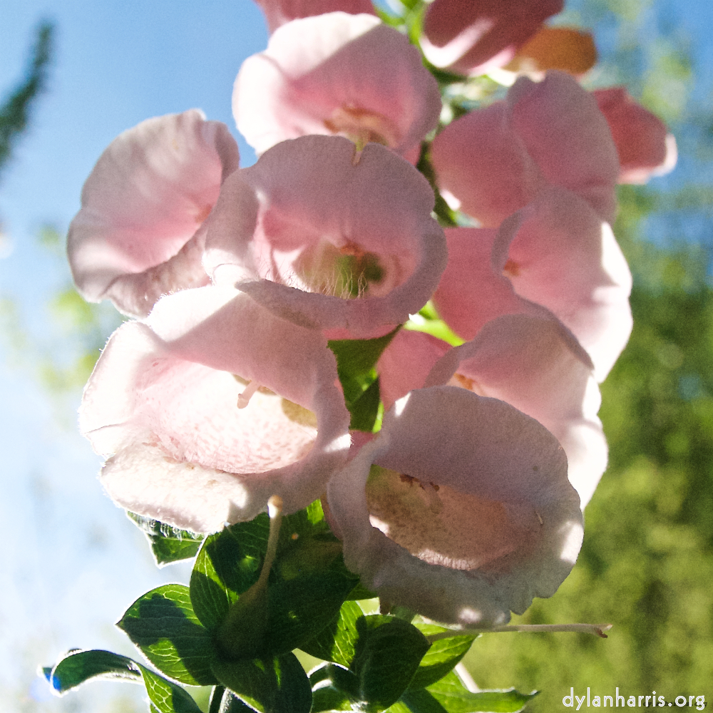 image: Dit is ‘escher bloemen (lxvi) 8’.