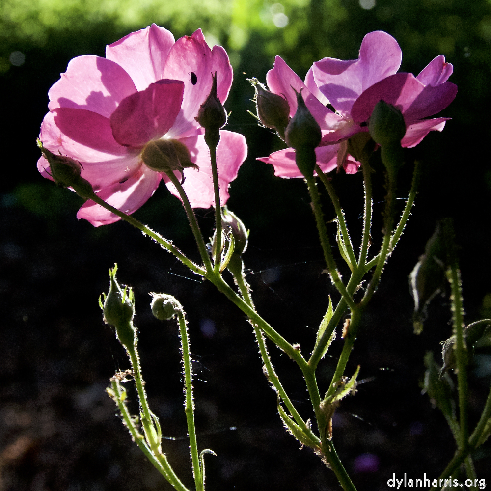 image: Dit is ‘escher bloemen (lxvii) 2’.