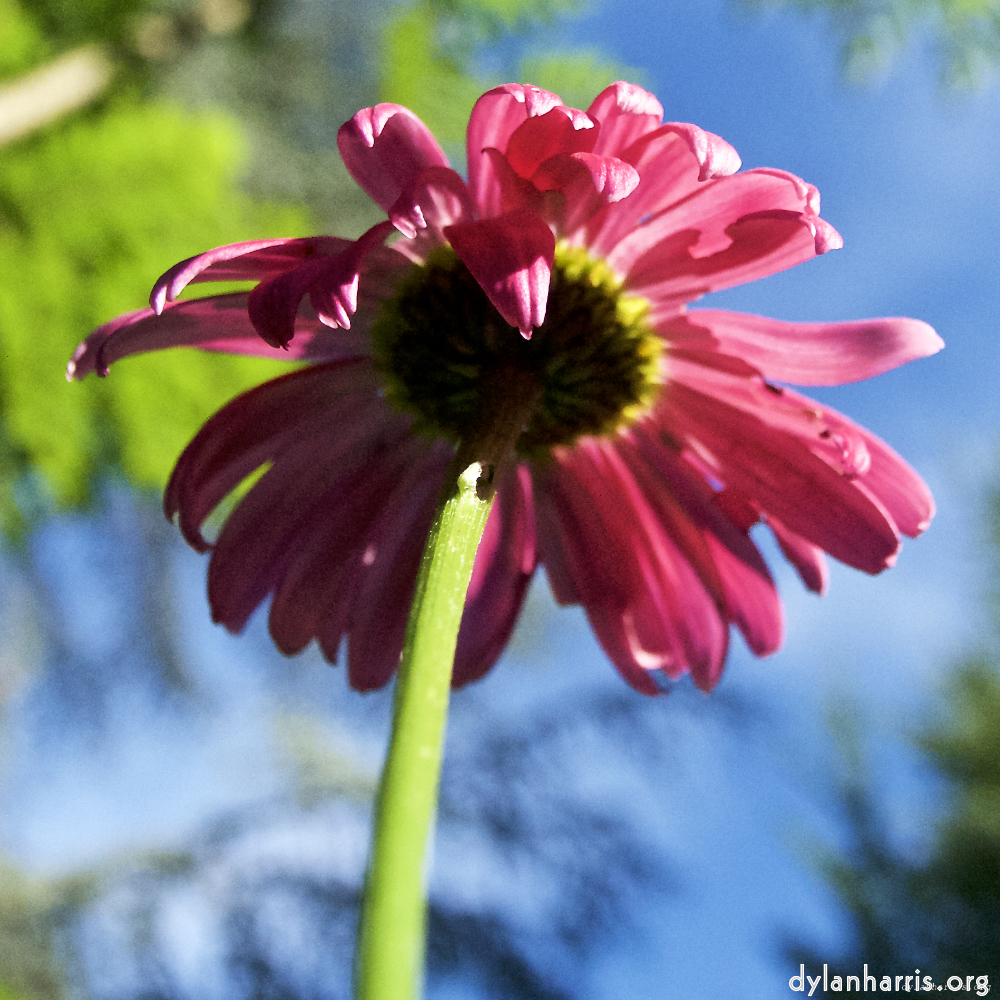 Image 'escher bloemen (lxvii) 4'.