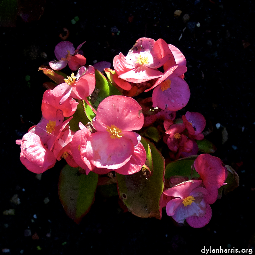 image: Dit is ‘escher bloemen (lxvii) 5’.