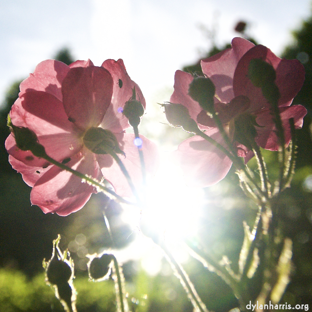 image: Dit is ‘escher bloemen (lxvii) 8’.